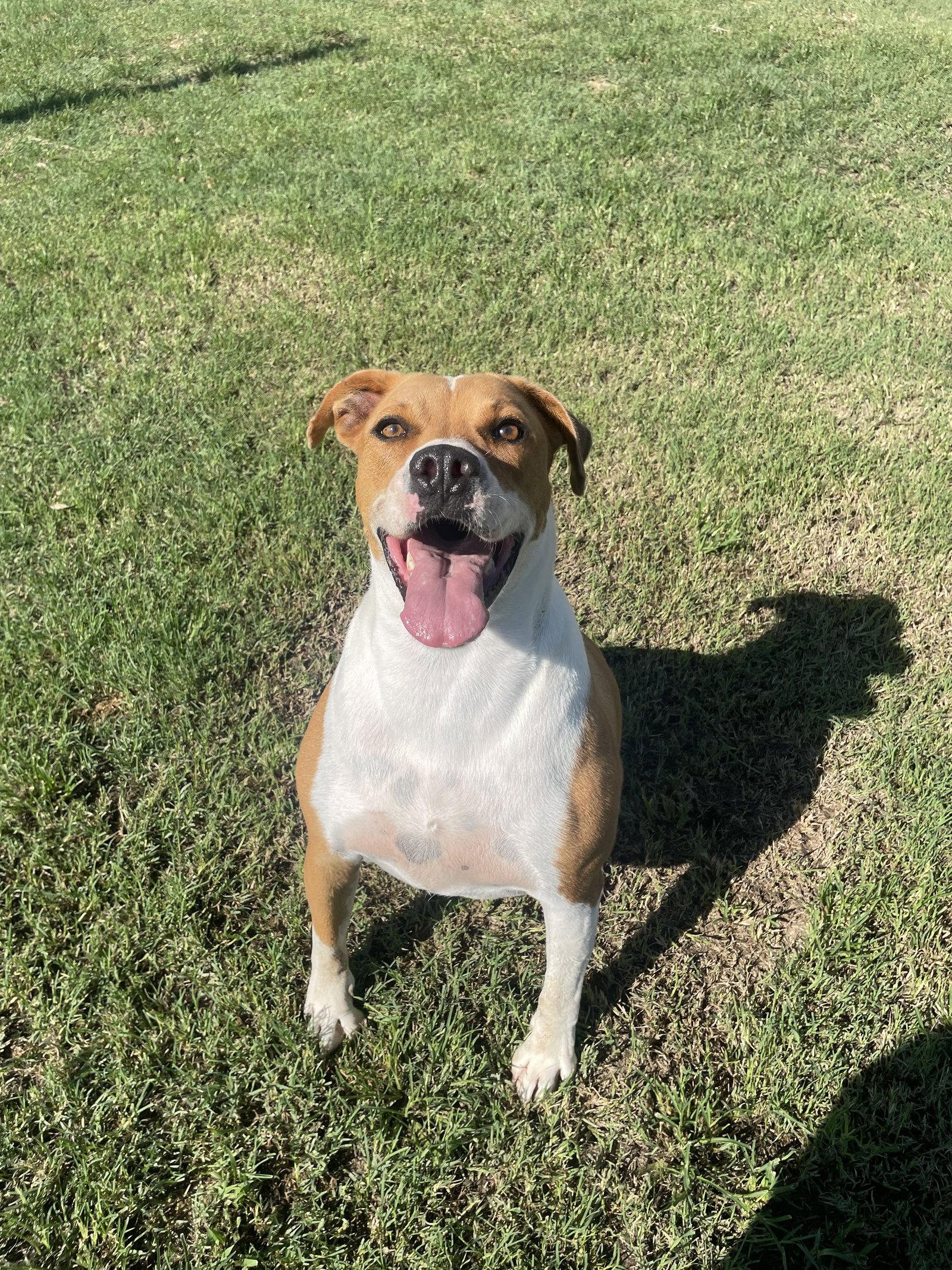 Scooby, Adoptable, Adult Male Pit Bull Terrier.