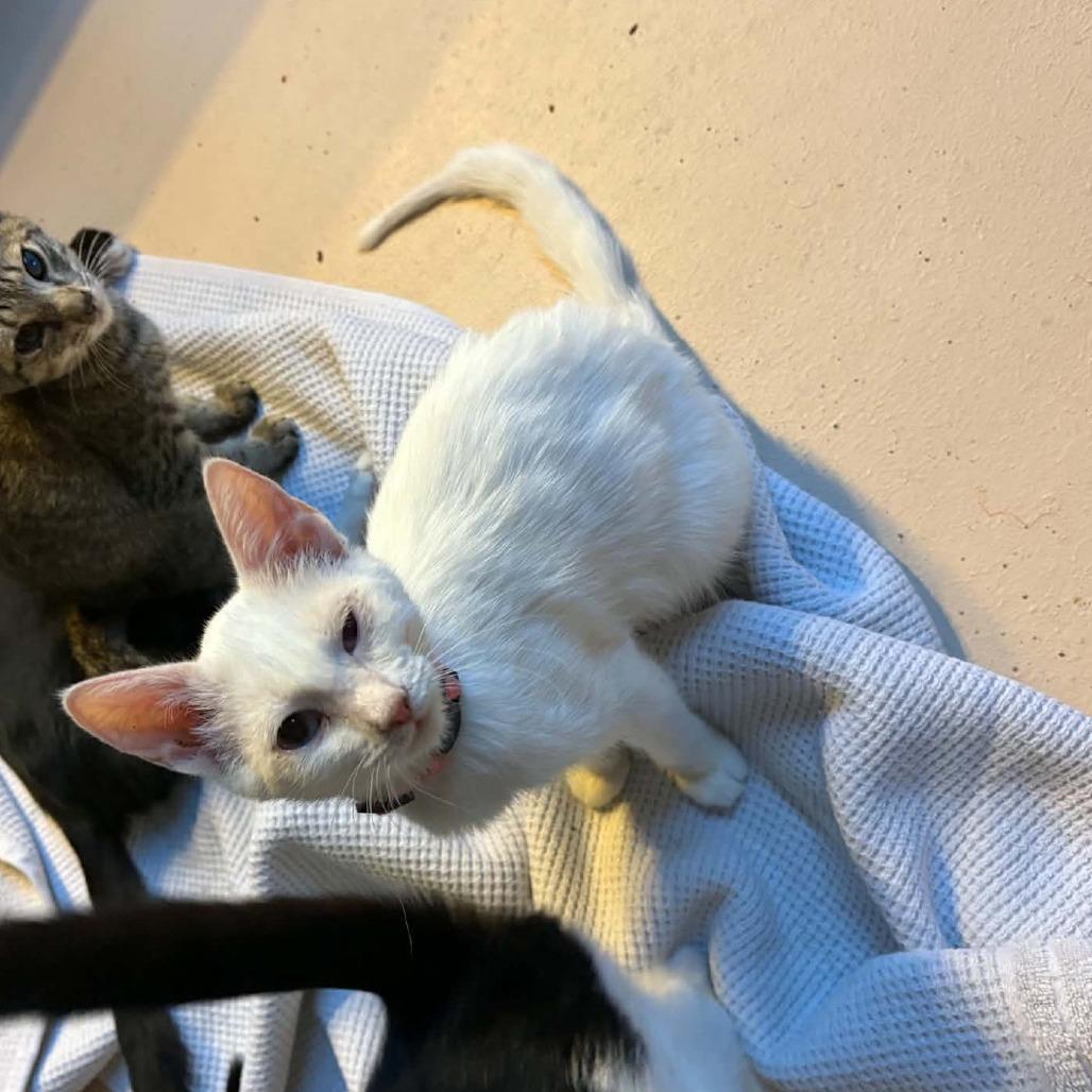 Joella, Adoptable, Kitten Female Domestic Short Hair.