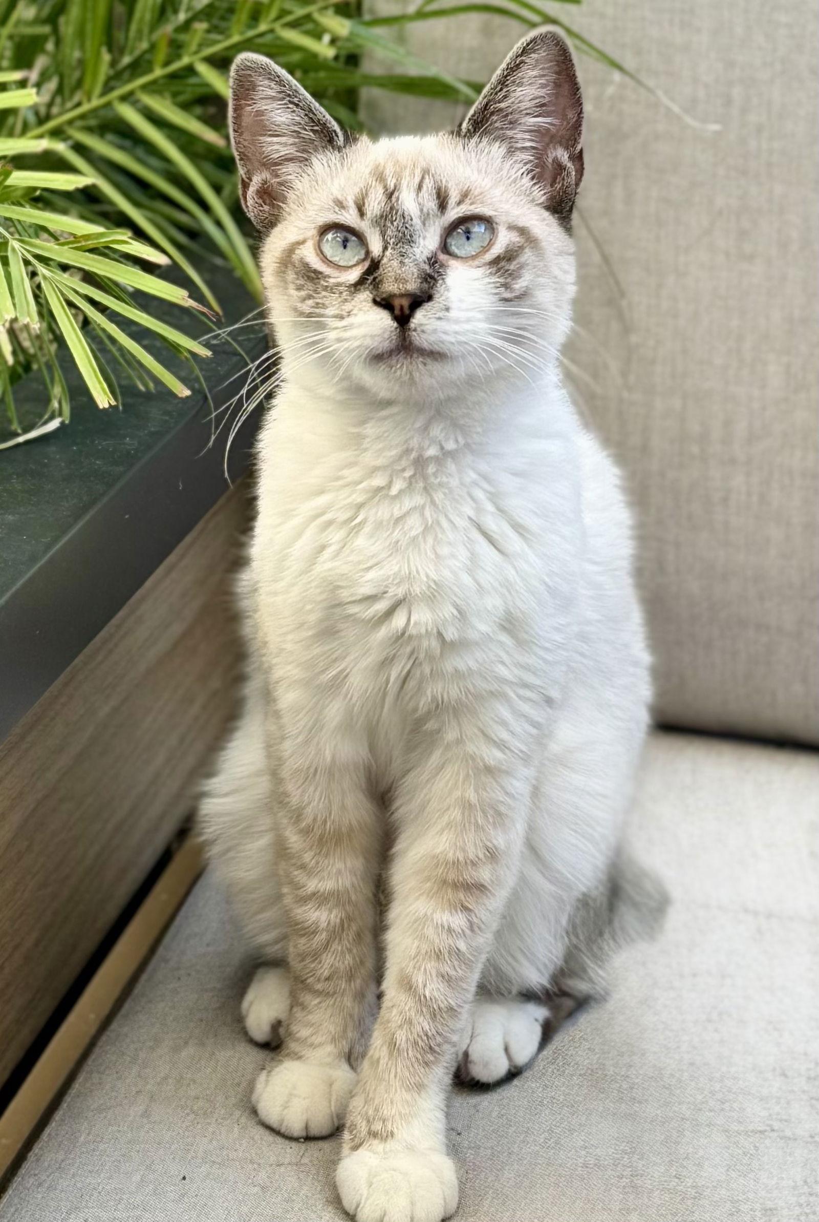 Enlarge Hops - Lynx Point Siamese, a Adoptable Siamese in San Luis Obispo, CA image 1/2