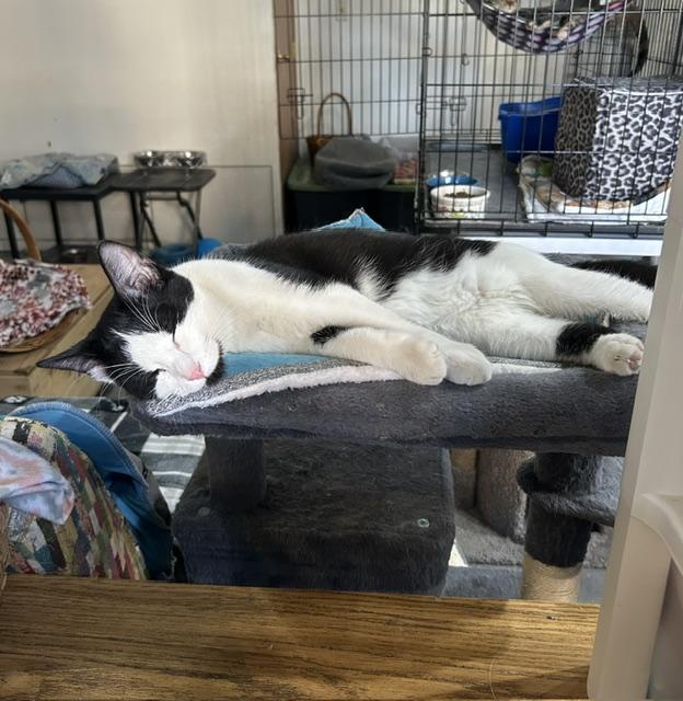 Enlarge Cooper, an adopted Domestic Short Hair in Devils Lake, ND image 2/5