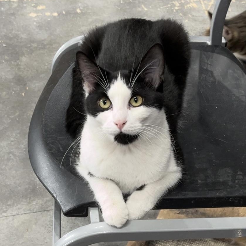 Cooper, adopted, Young Male Domestic Short Hair.