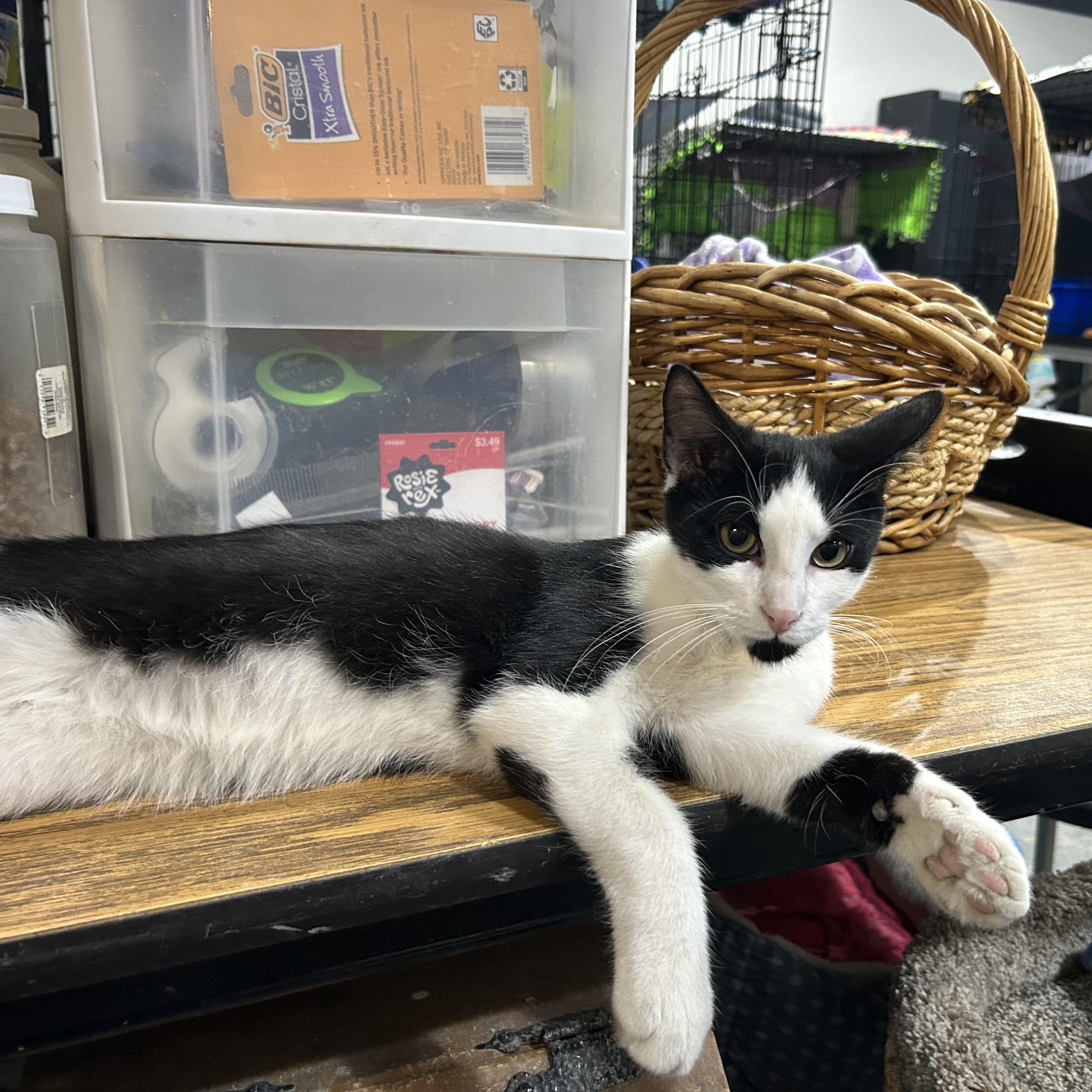 Enlarge Cooper, an adopted Domestic Short Hair in Devils Lake, ND image 4/5
