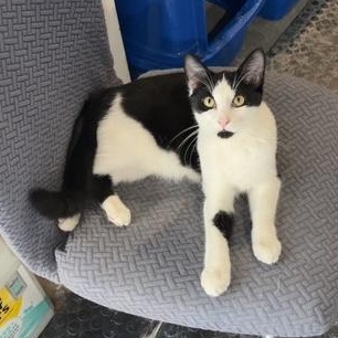 Enlarge Cooper, an adopted Domestic Short Hair in Devils Lake, ND image 3/5
