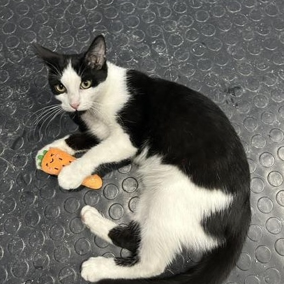 Enlarge Cooper, an adopted Domestic Short Hair in Devils Lake, ND image 5/5