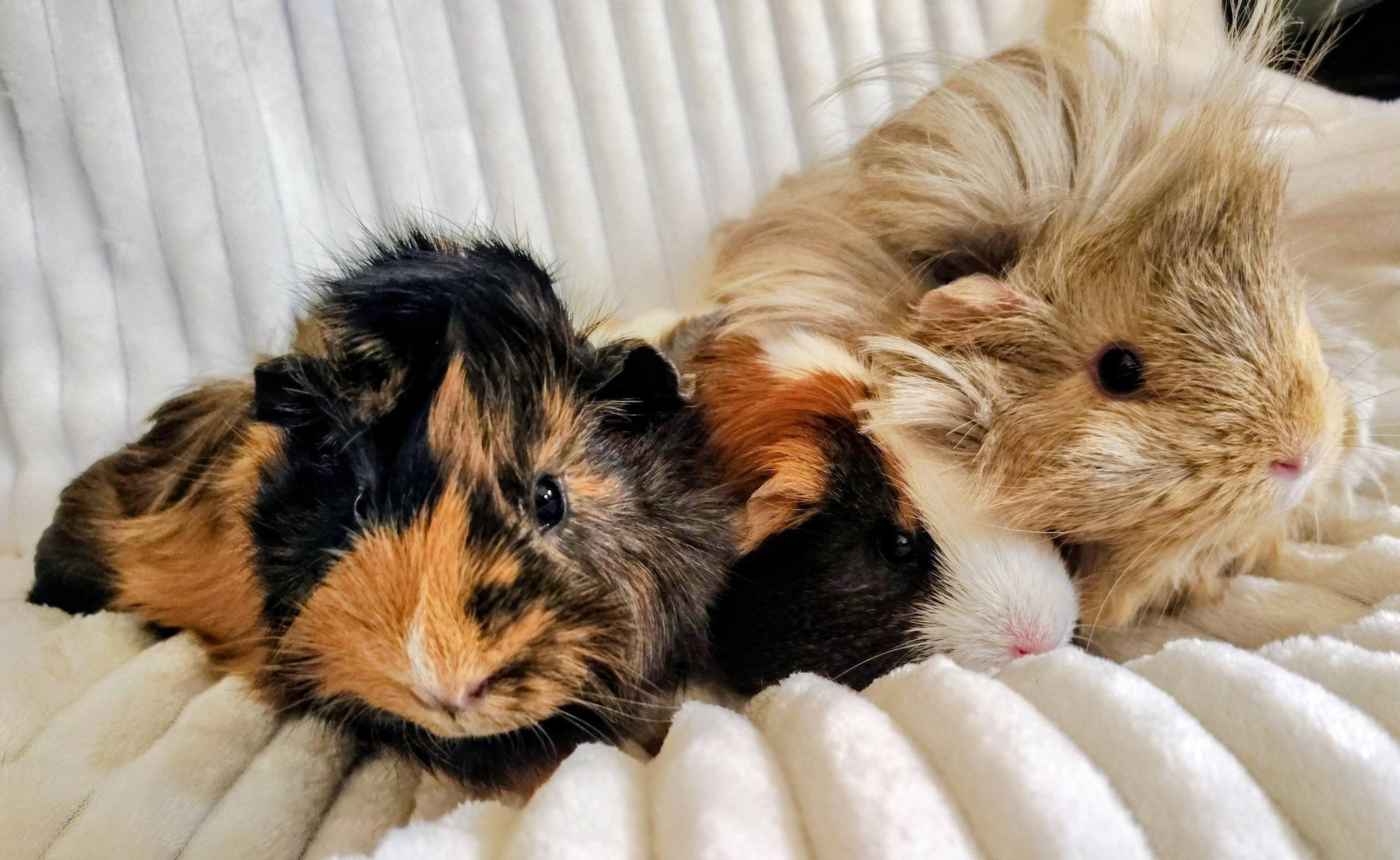Enlarge Winne, Phoebe, Sadie, an adopted Guinea Pig in Cocoa, FL image 1/1