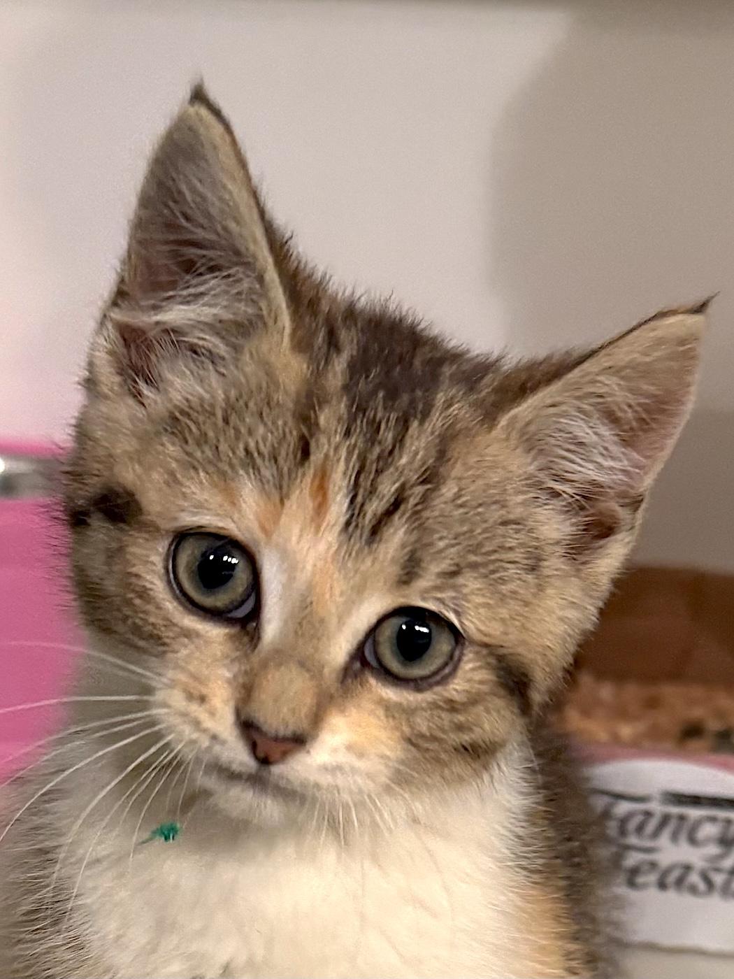 Sweetie, ADOPTABLE, Kitten Female Domestic Short Hair.