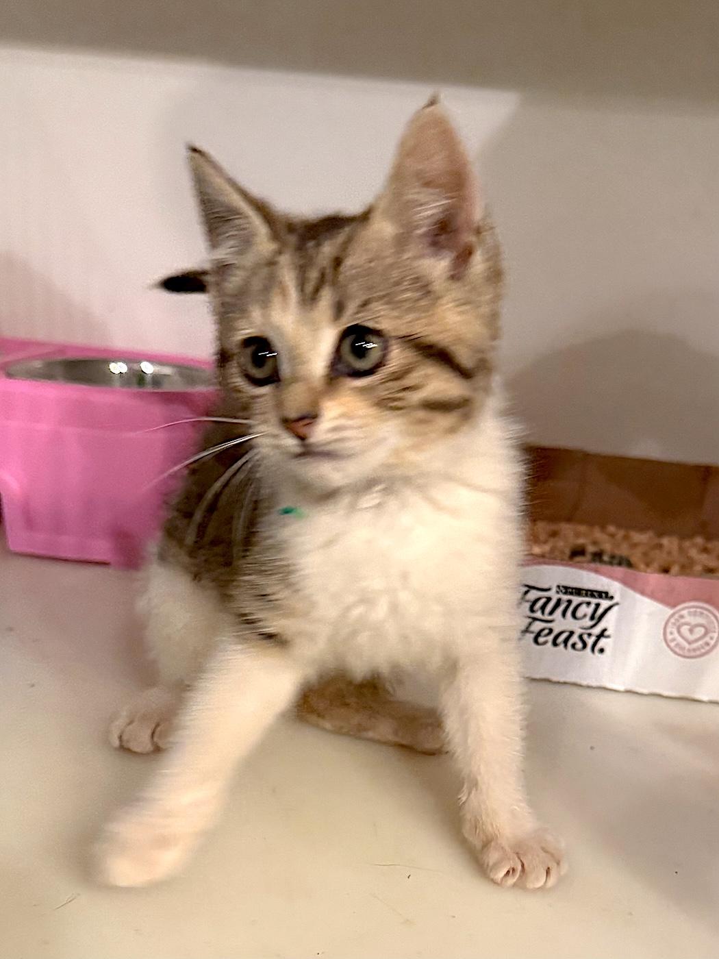 Sweetie, a ADOPTABLE Domestic Short Hair in Bedford, VA image 4/4