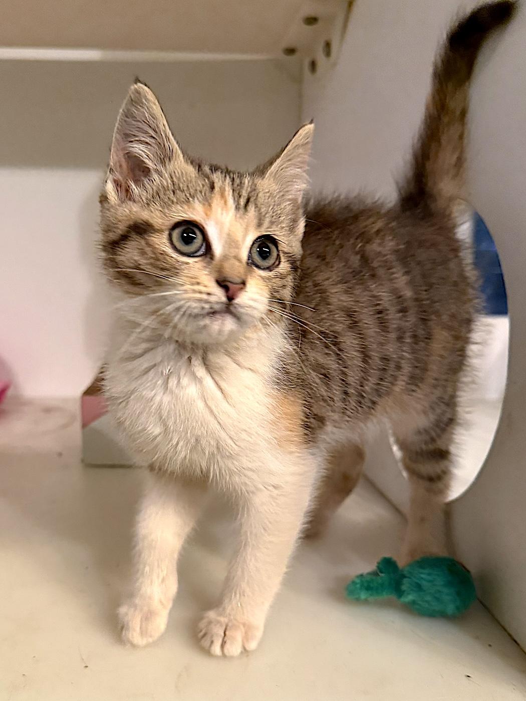 Sweetie, a ADOPTABLE Domestic Short Hair in Bedford, VA image 2/4