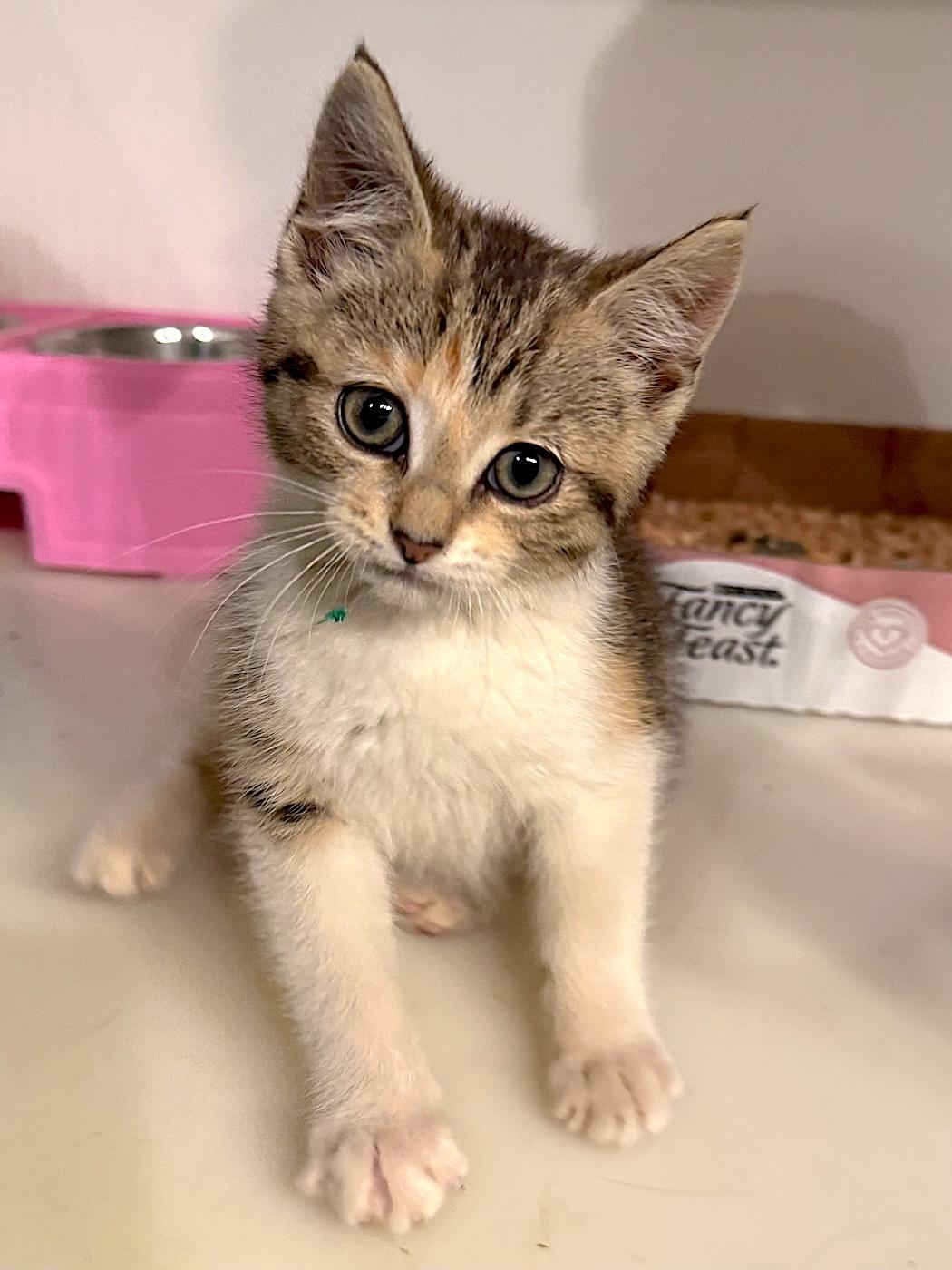 Sweetie, a ADOPTABLE Domestic Short Hair in Bedford, VA image 3/4
