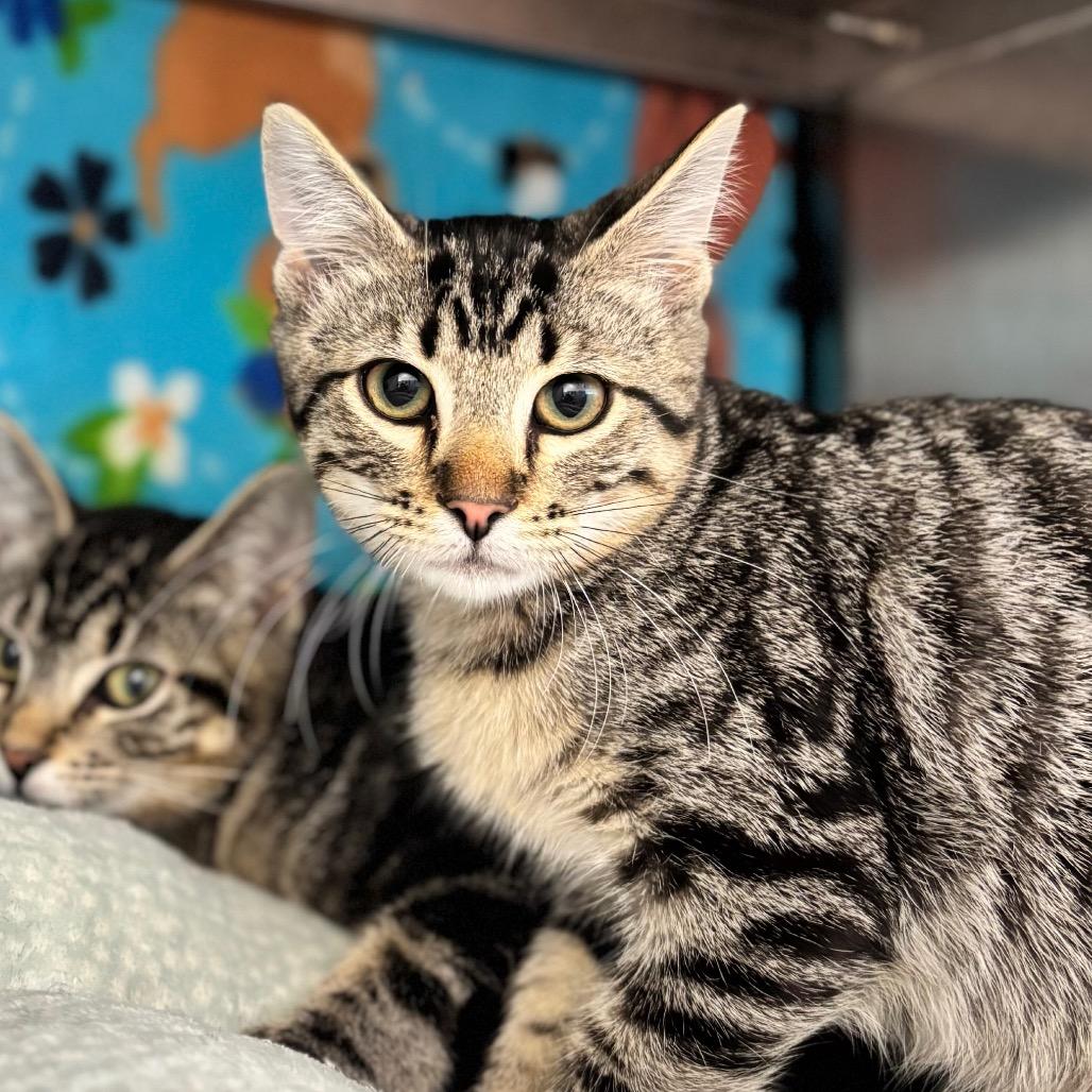 Frodo, Adoptable, Kitten Male Domestic Short Hair.