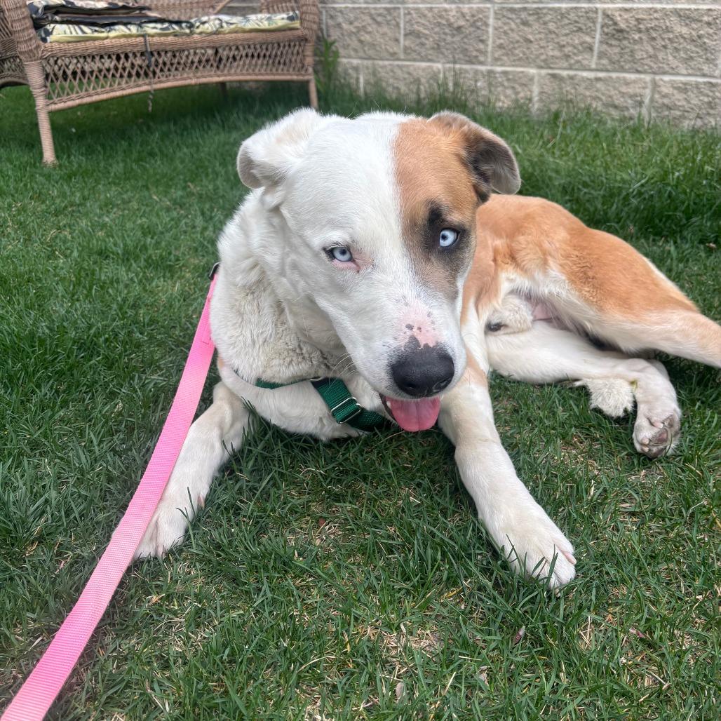 Leonardo, Adoptable, Adult Male Mixed Breed & Husky.