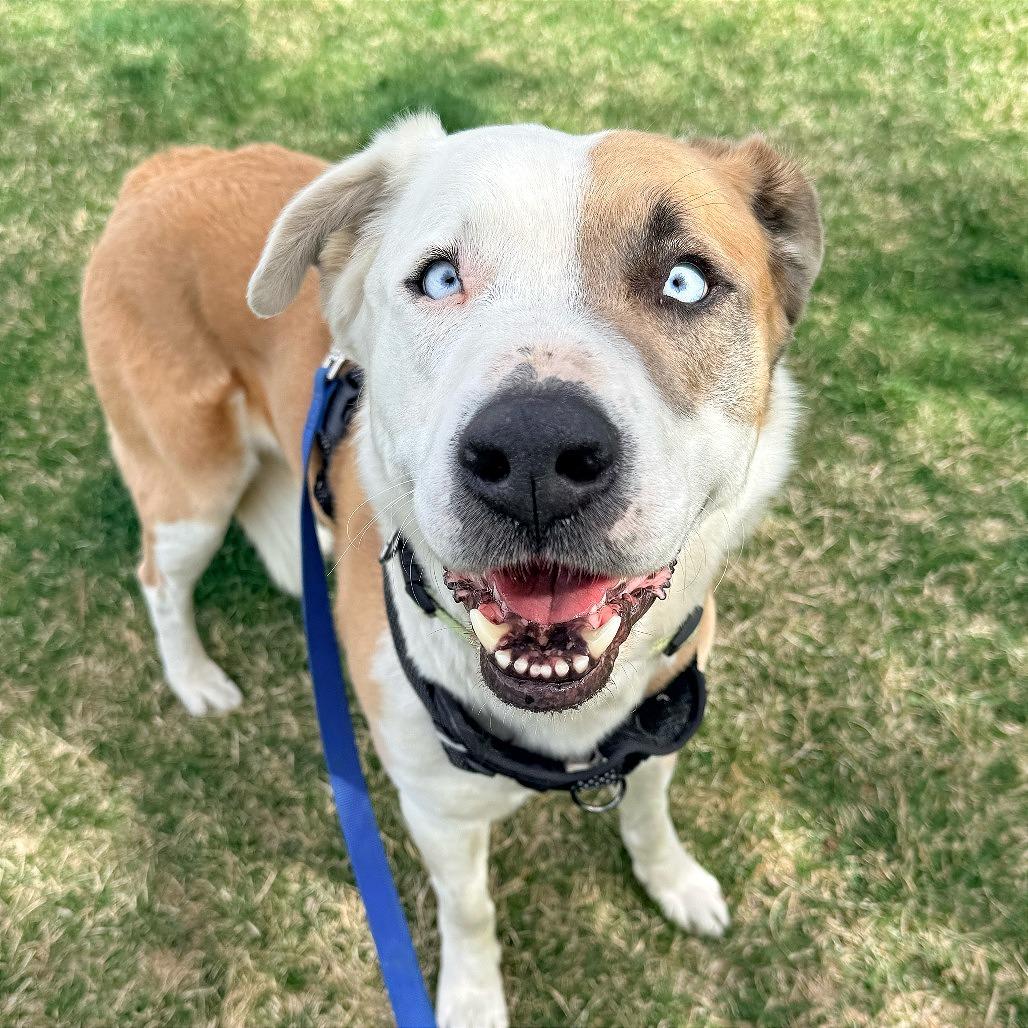 Enlarge Leonardo, a Adoptable mixed breed in Murray, UT image 2/3