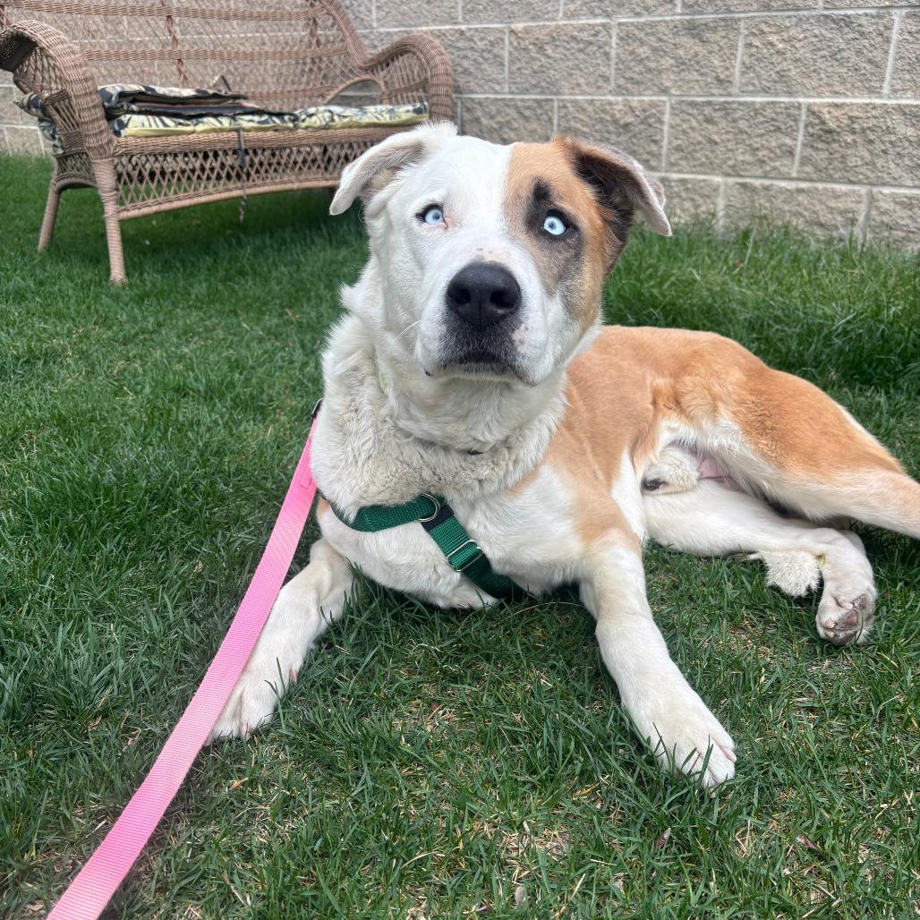 Enlarge Leonardo, a Adoptable mixed breed in Murray, UT image 3/3