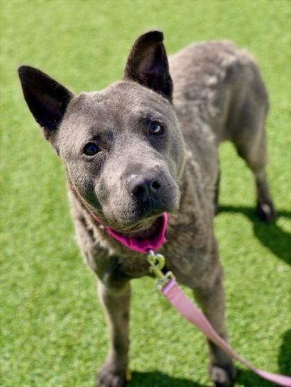Lily, Adoptable, Adult Female Mixed Breed & Mixed Breed.