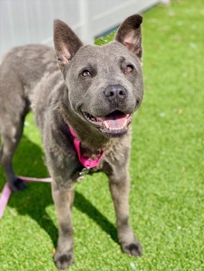 Lily, a Adoptable mixed breed in Munster, IN image 2/2