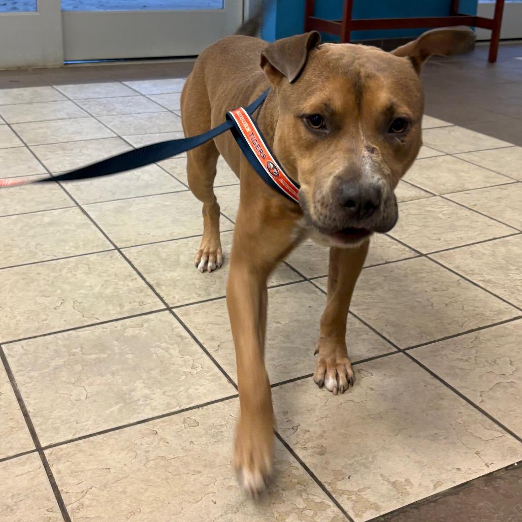 Myers 5090 — thumbnail 6