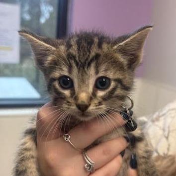 Enlarge Toaster, a Adoptable Domestic Short Hair in Marshall, TX image 1/1