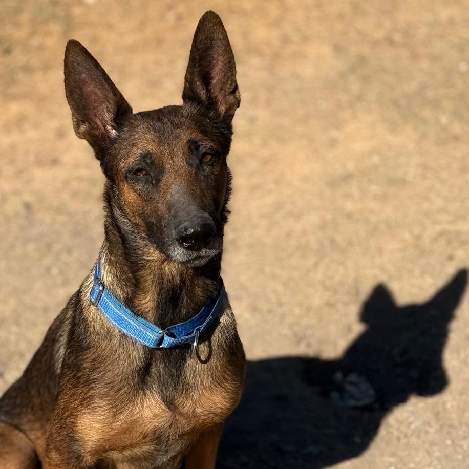 Enlarge Arina LLD, an adopted mixed breed in Waukesha , WI image 4/5