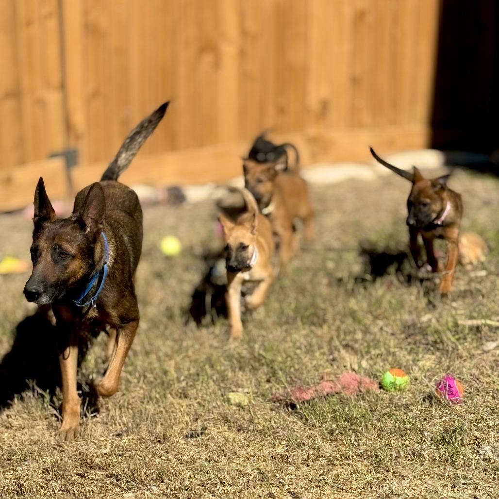 Enlarge Arina LLD, an adopted mixed breed in Waukesha , WI image 2/5