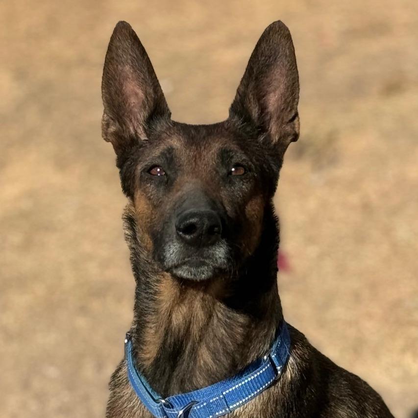 Arina LLD, adopted, Adult Female Belgian Shepherd / Malinois & German Shepherd Dog.