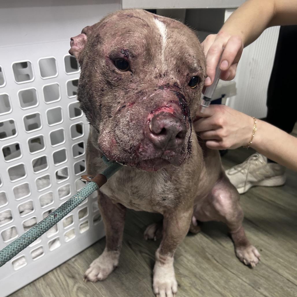 Sir. Rufus, Adoptable, Adult Male Mixed Breed.