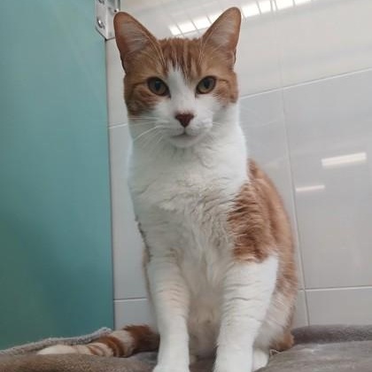 Enlarge Buck, an adopted Domestic Short Hair in Santa Cruz, CA image 3/3