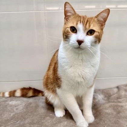 Enlarge Buck, an adopted Domestic Short Hair in Santa Cruz, CA image 1/3