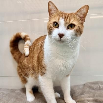 Enlarge Buck, an adopted Domestic Short Hair in Santa Cruz, CA image 2/3