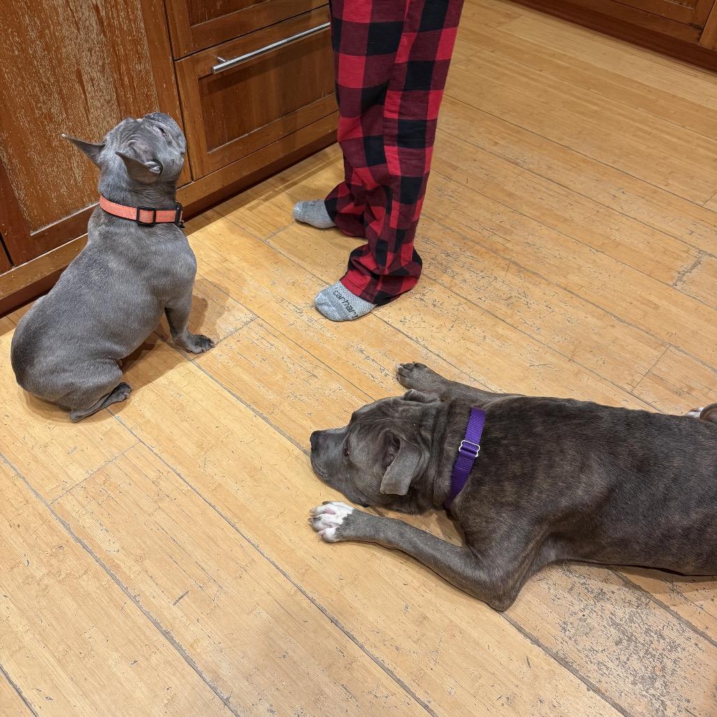 Vincent, Adoptable, Adult Male Mixed Breed.