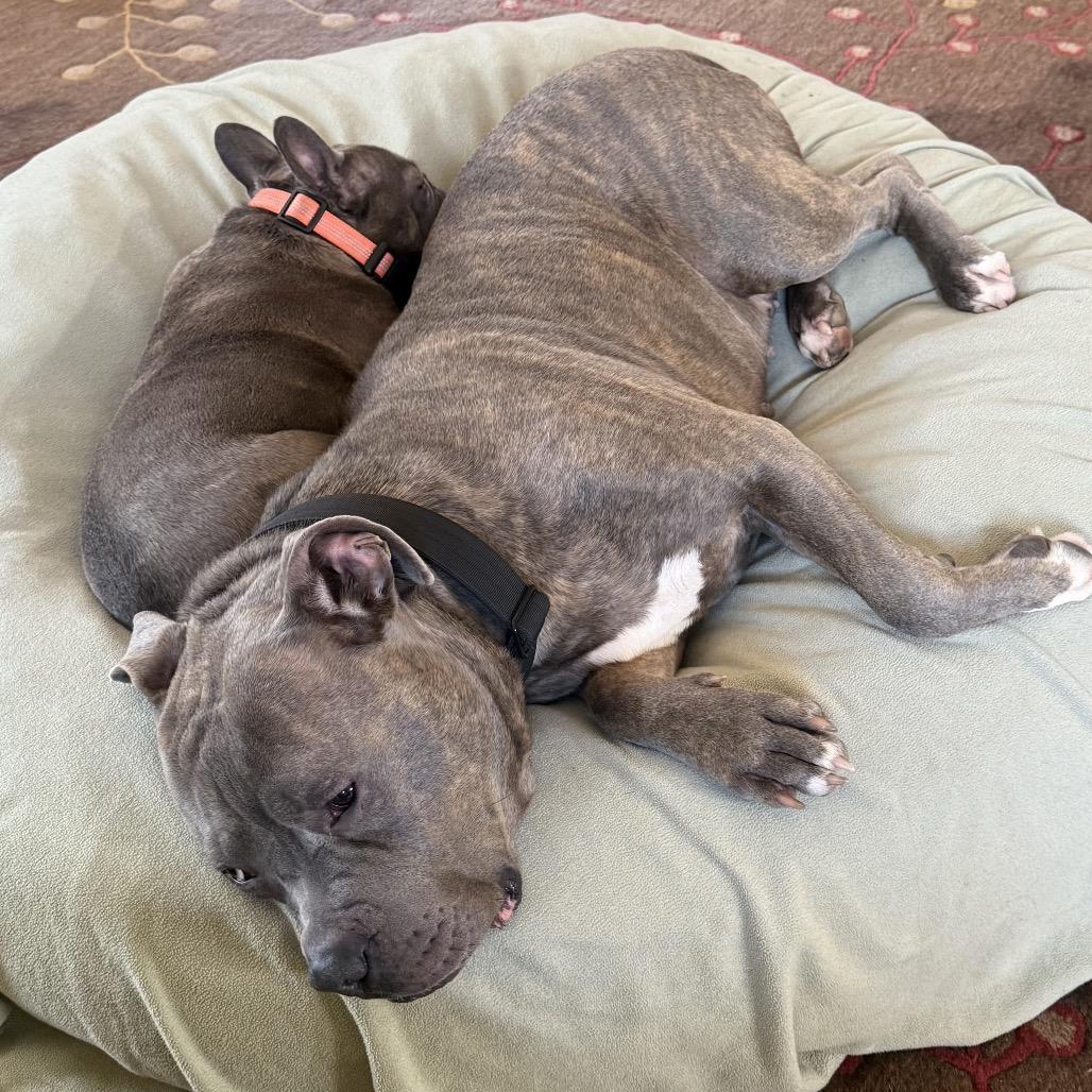 Enlarge Vincent, a Adoptable Mixed Breed in Sinking Spring, PA image 2/6