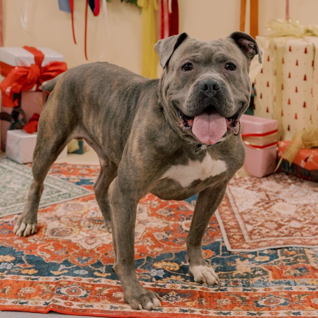 Vincent, a Adoptable Mixed Breed in Sinking Spring, PA image 2/6