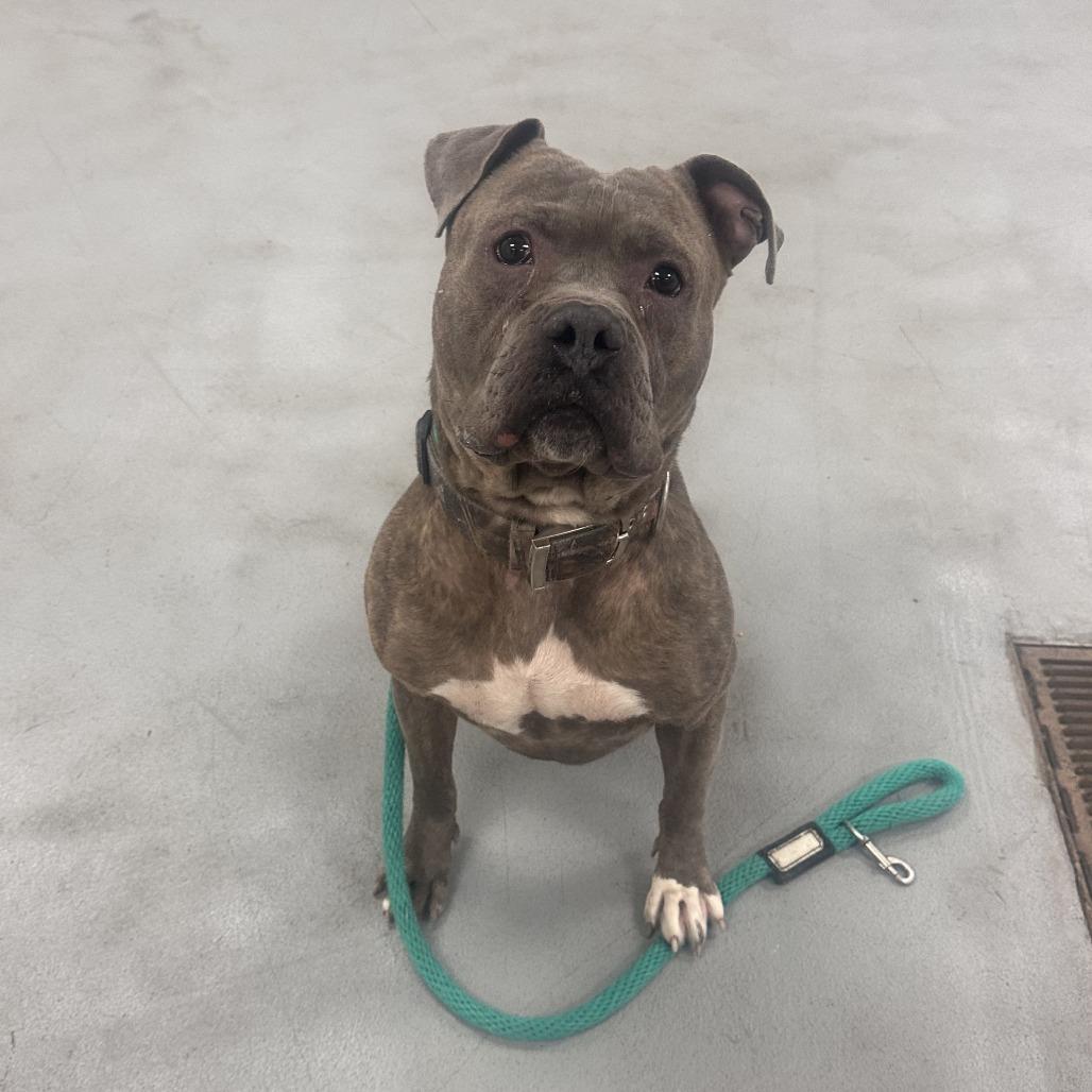 Vincent, a Adoptable Mixed Breed in Sinking Spring, PA image 3/6