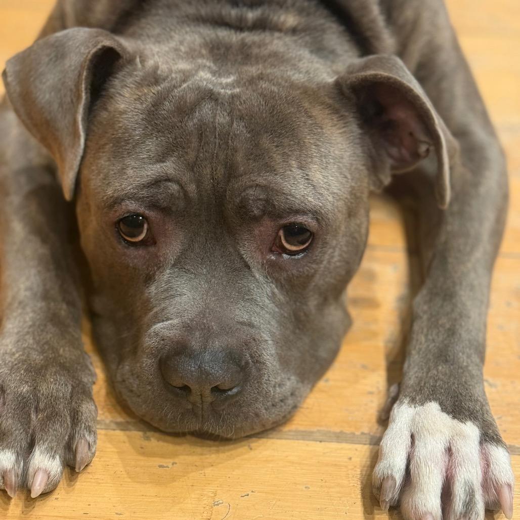 Vincent, a Adoptable Mixed Breed in Sinking Spring, PA image 5/6