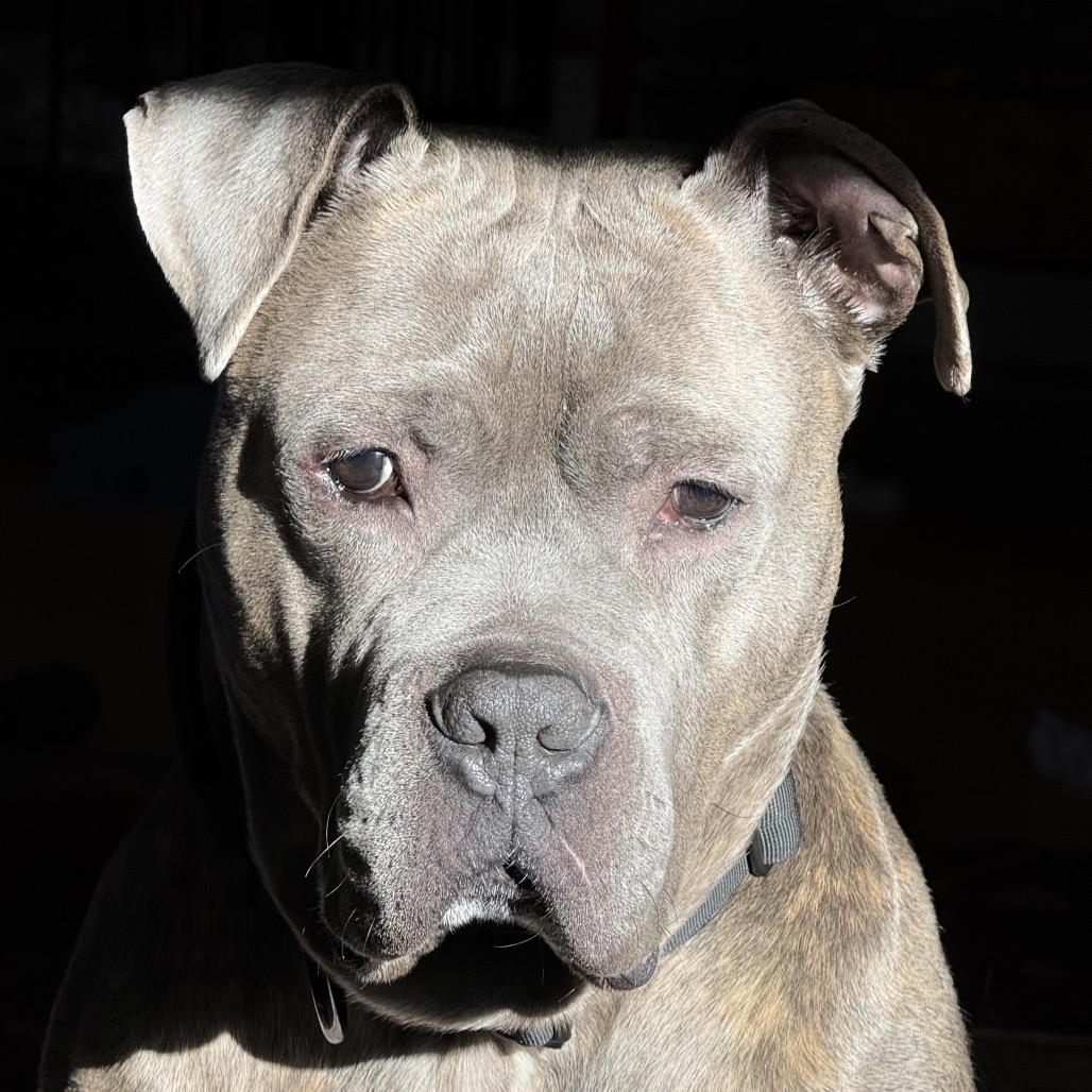 Enlarge Vincent, a Adoptable Mixed Breed in Sinking Spring, PA image 5/6