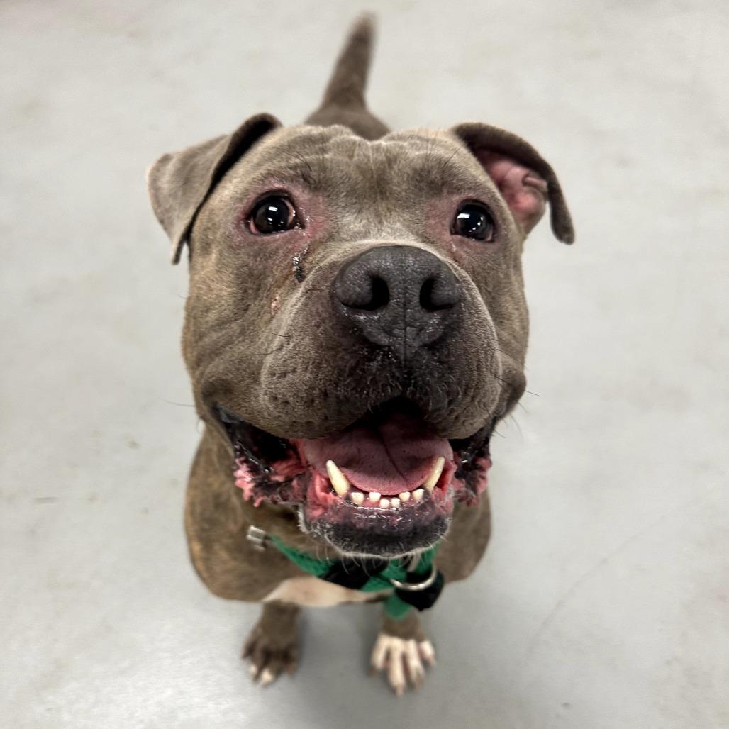 Vincent, a Adoptable Mixed Breed in Sinking Spring, PA image 6/6