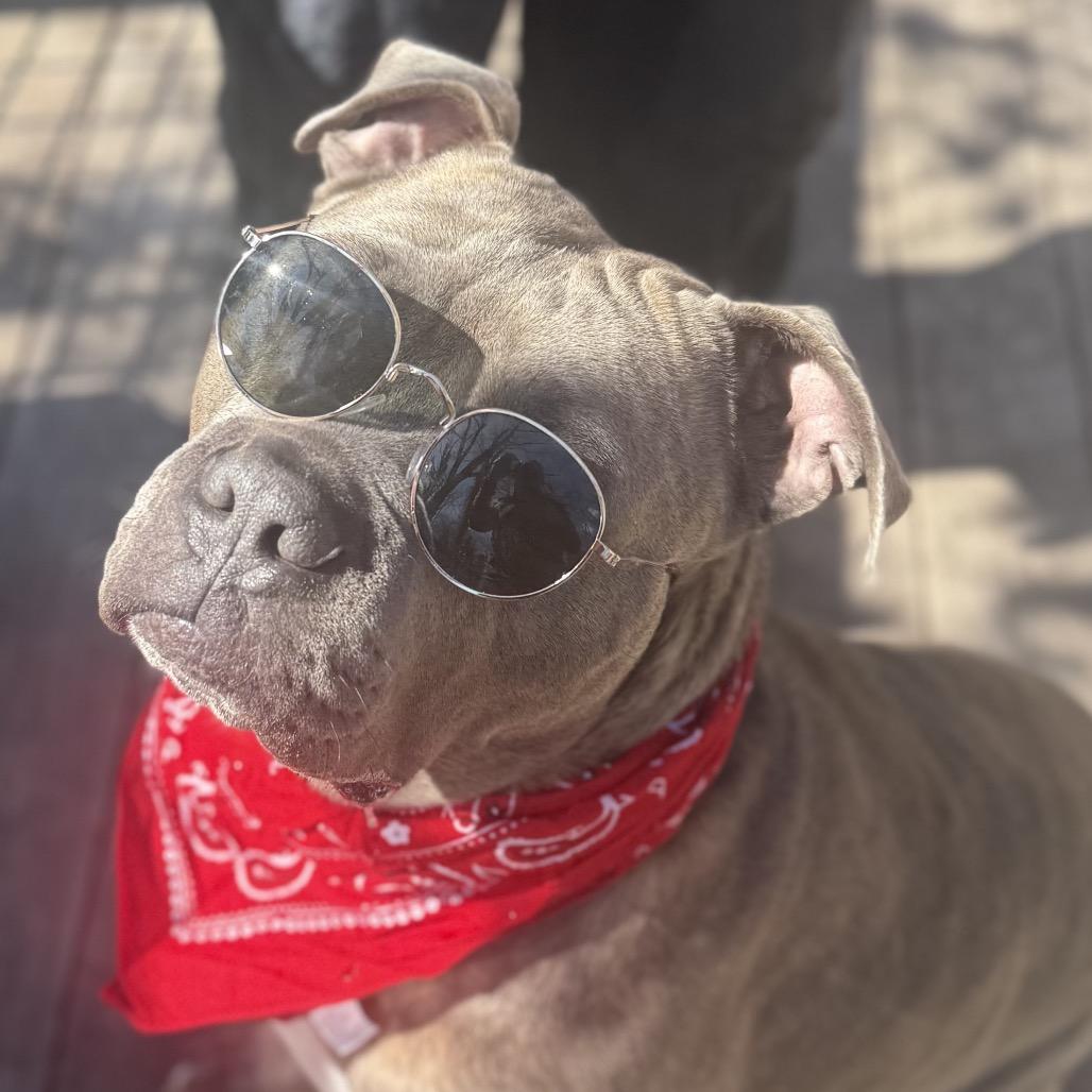 Enlarge Vincent, a Adoptable Mixed Breed in Sinking Spring, PA image 6/6