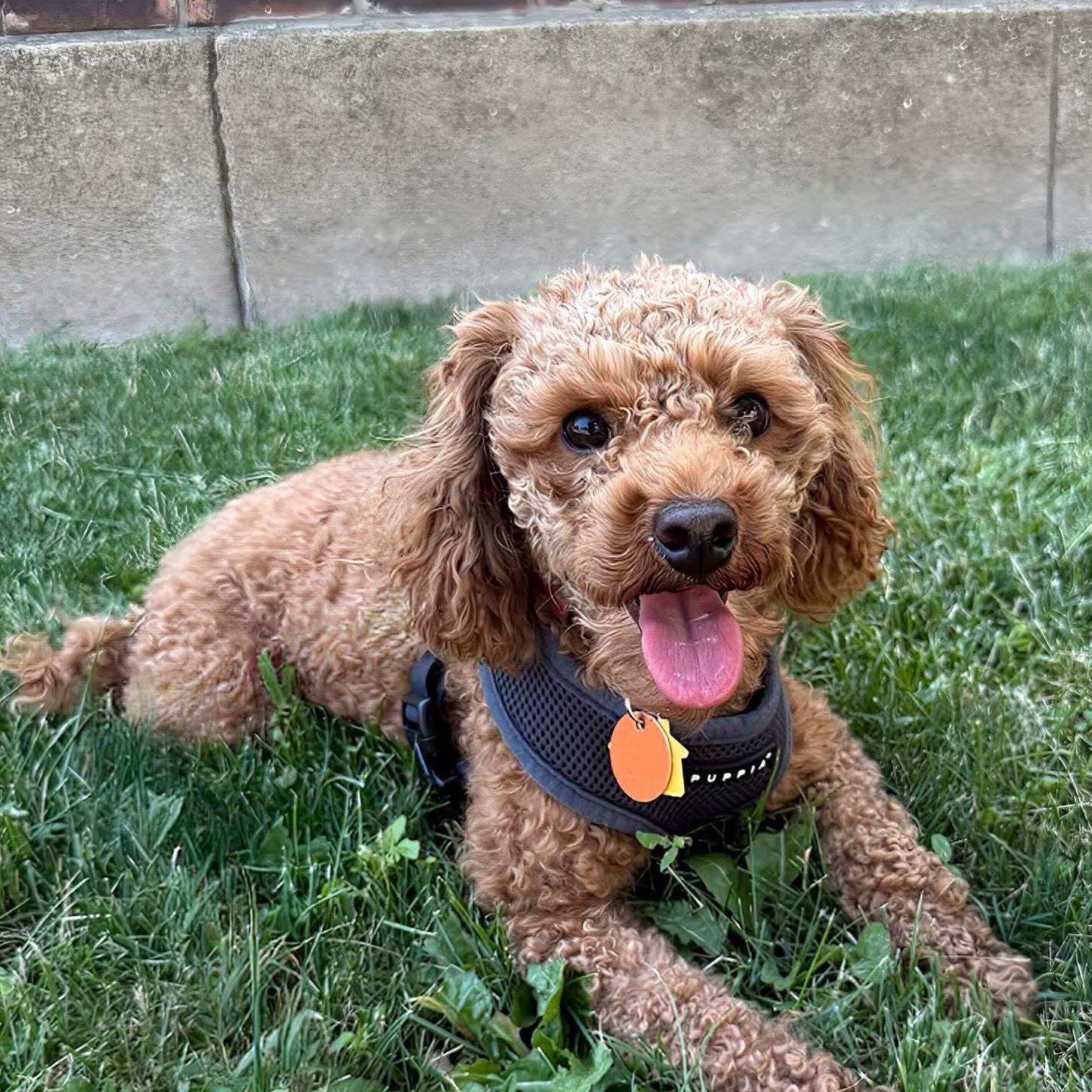 Gracie Mae, ADOPTABLE, Adult Female Goldendoodle.