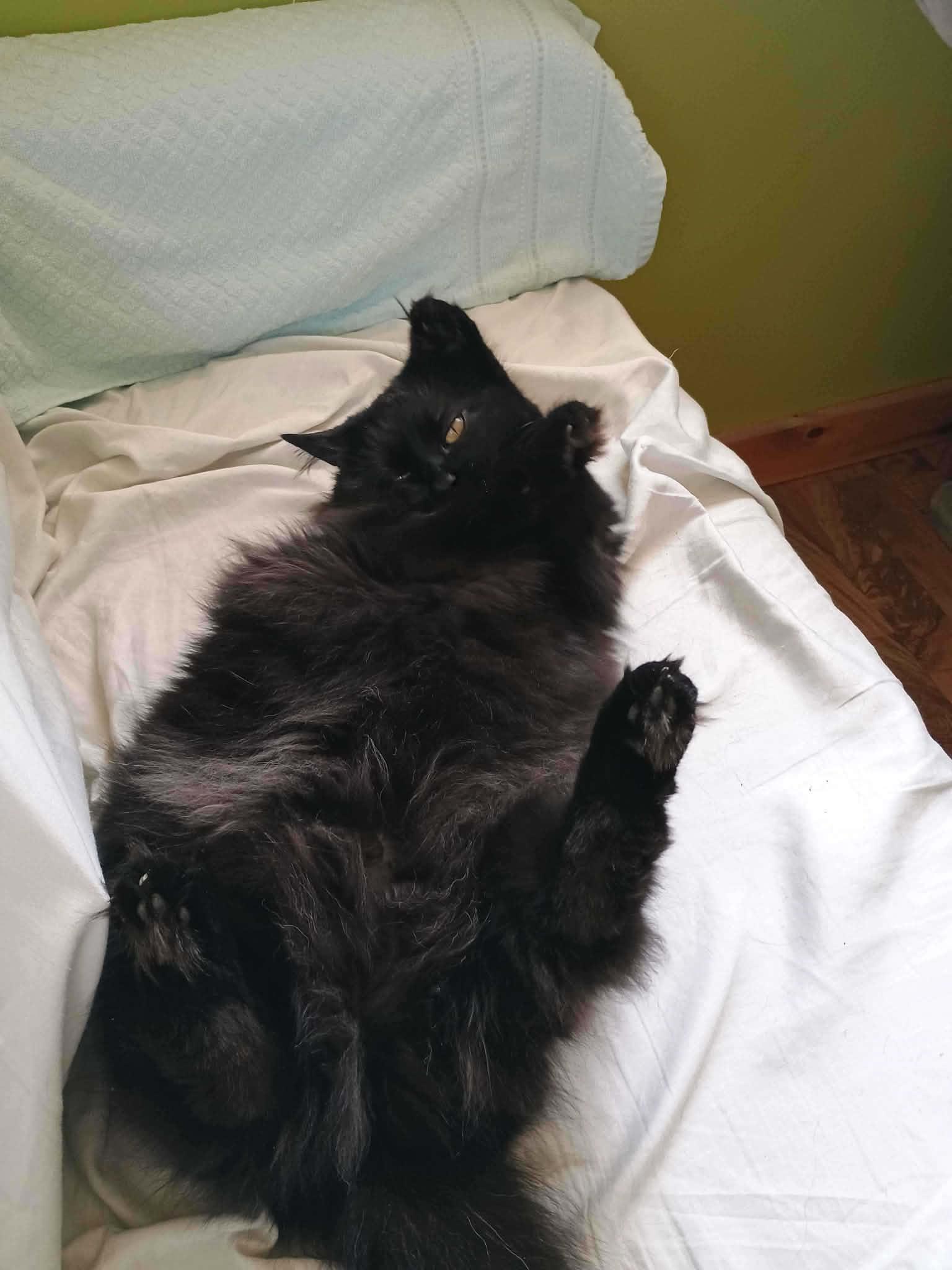Zula, an adoptable Domestic Long Hair in Wakefield, QC image 2/3