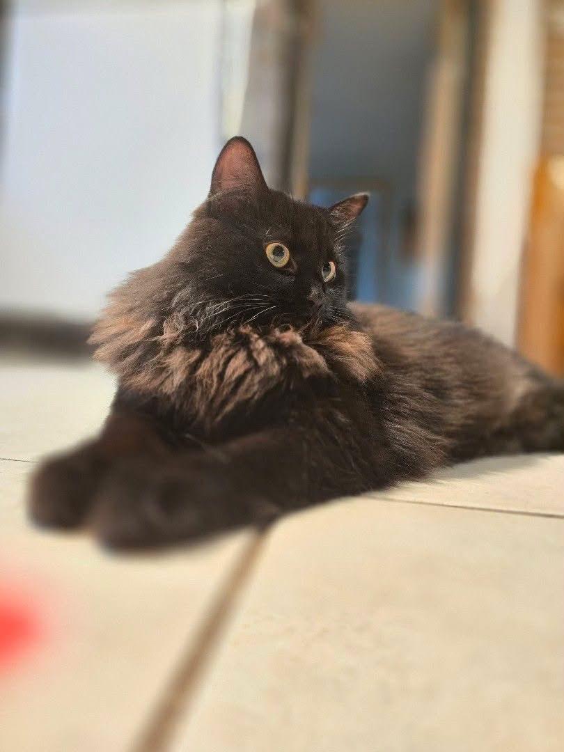 Zula, an adoptable Domestic Long Hair in Wakefield, QC image 3/3