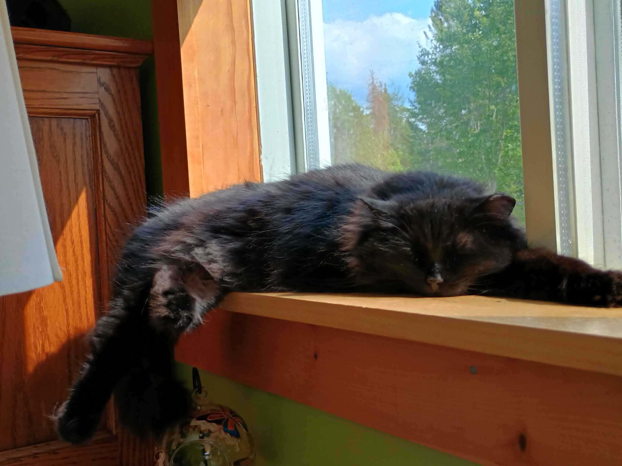 Zula, adoptable, Adult Female Domestic Long Hair.