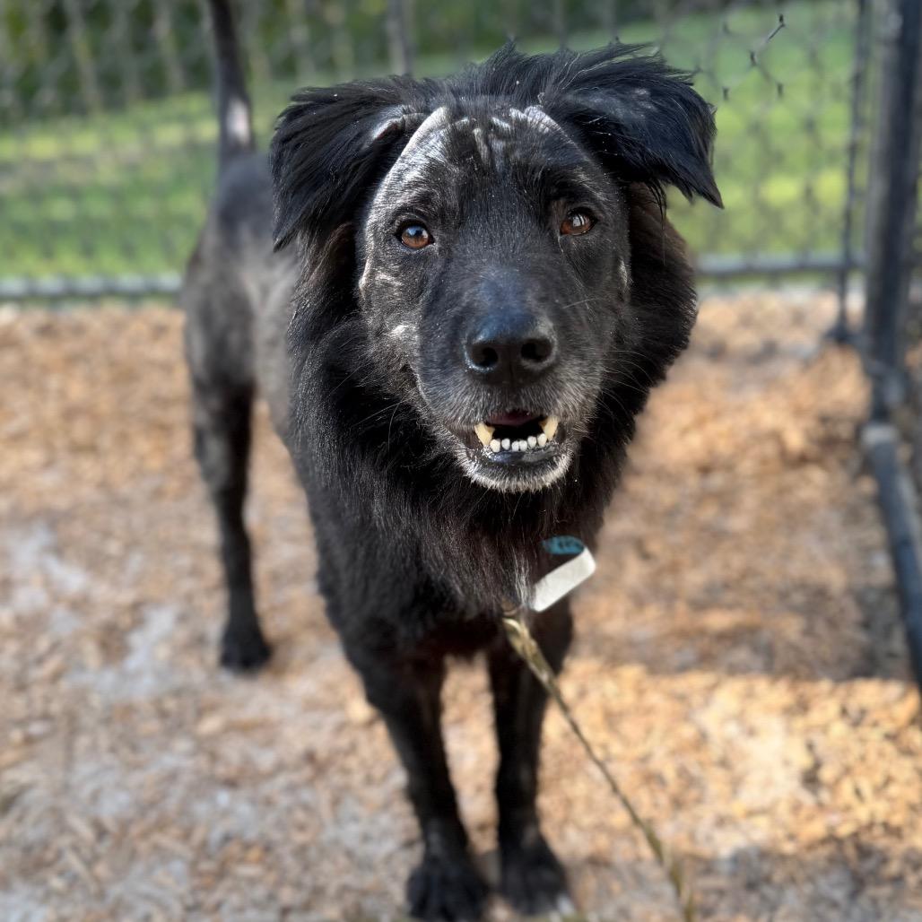 Georgie, Adoptable, Adult Male Mixed Breed.