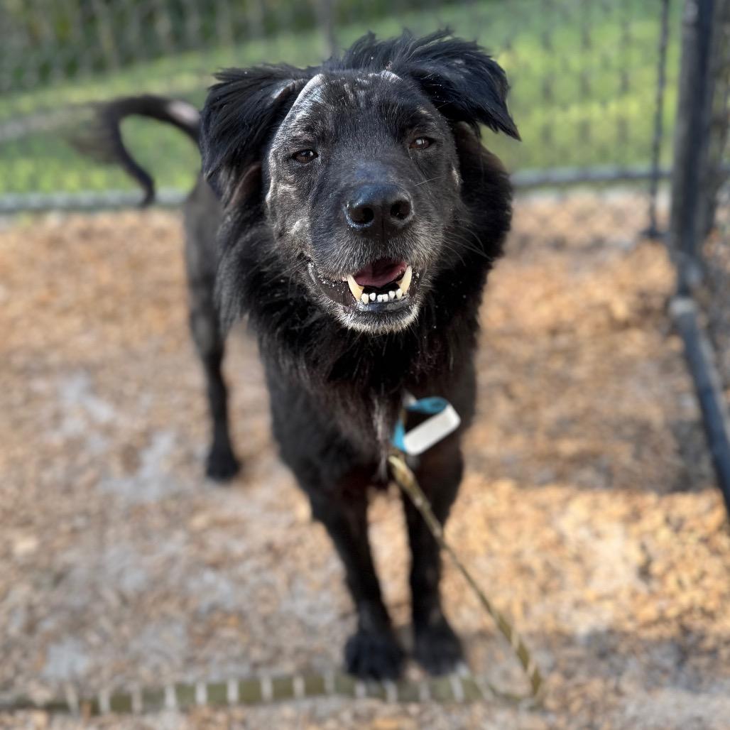 Enlarge Georgie, a Adoptable Mixed Breed in Jacksonville, FL image 2/3