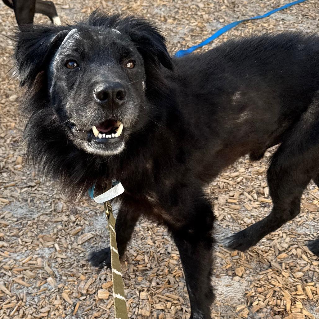 Enlarge Georgie, a Adoptable Mixed Breed in Jacksonville, FL image 3/3