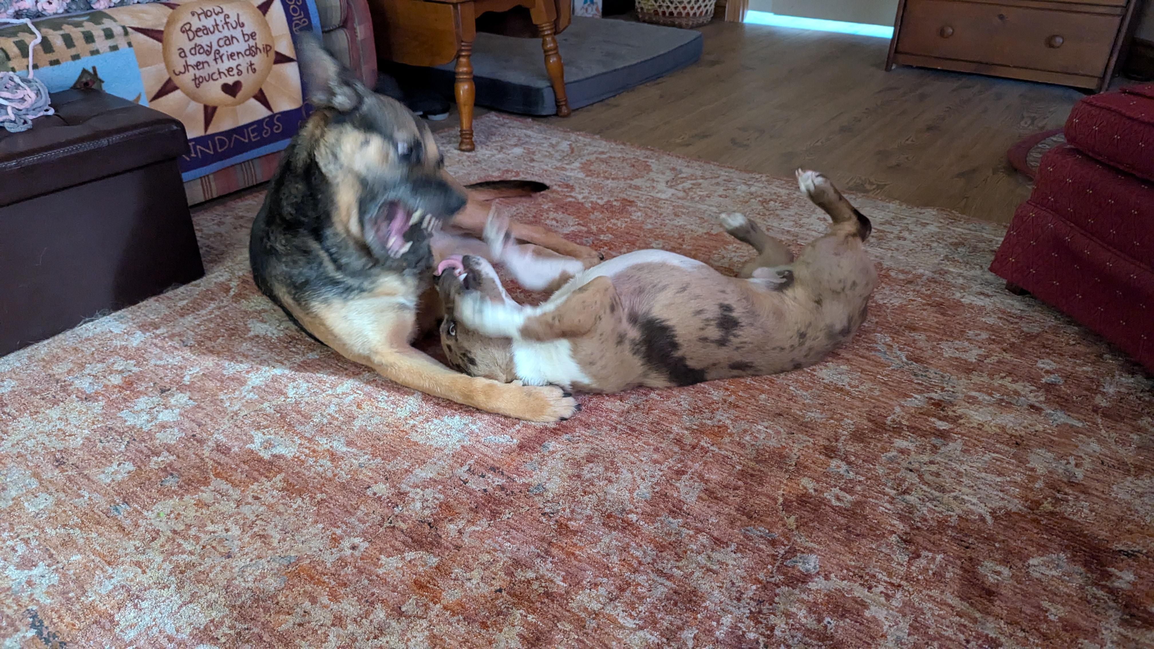 Enlarge Corbin, a Adopted mixed breed in Westmoreland, KS image 2/4