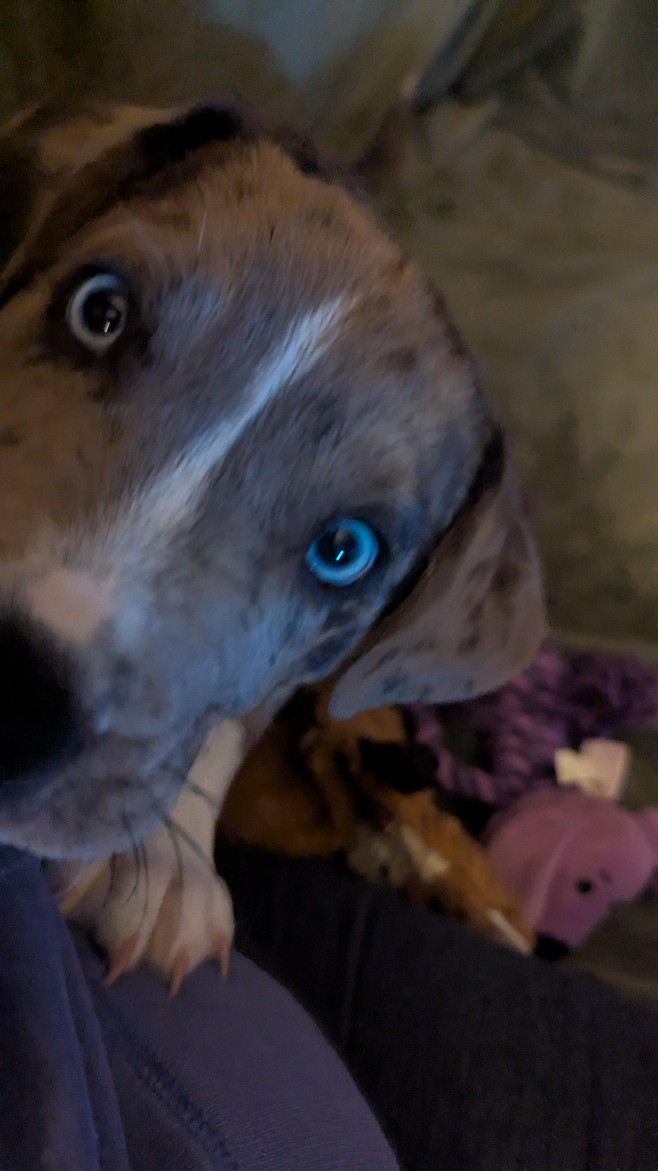 Enlarge Corbin, a Adopted mixed breed in Westmoreland, KS image 3/4