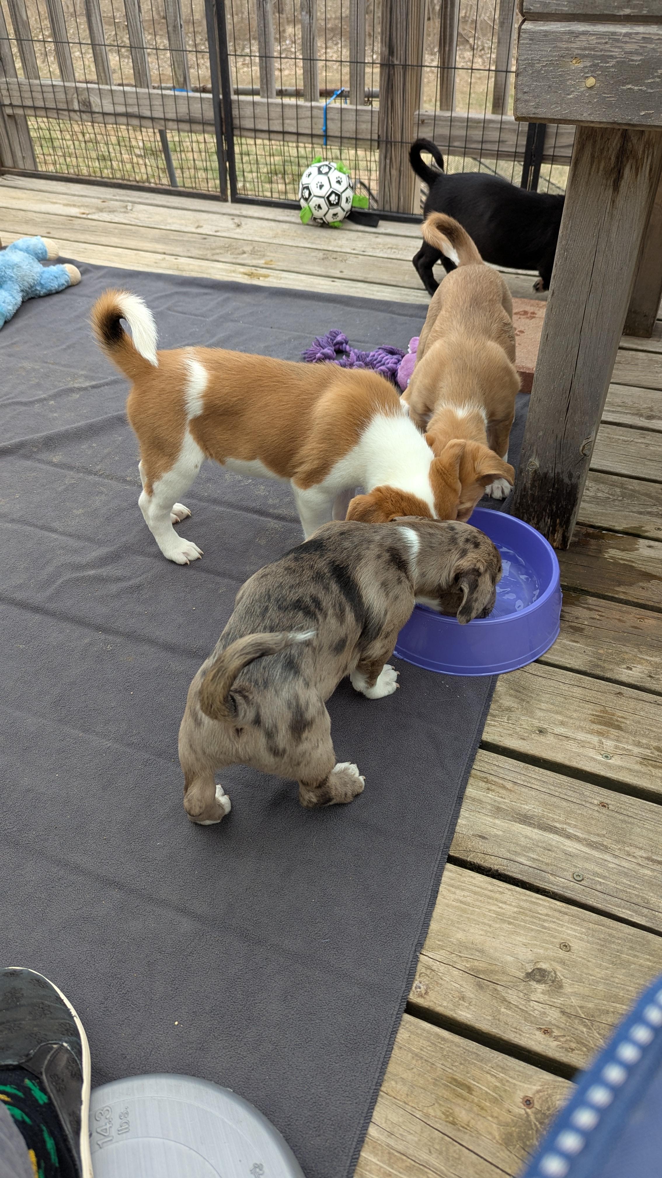 Enlarge Corbin, a Adopted mixed breed in Westmoreland, KS image 4/4