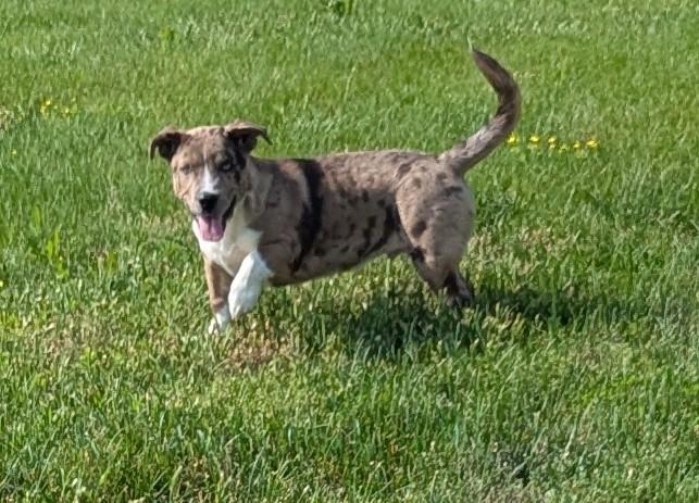 Enlarge Corbin, a Adopted mixed breed in Westmoreland, KS image 1/4