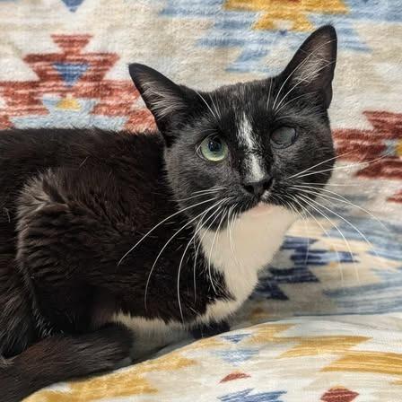 Mrs. Meyers, Adoptable, Adult Female Domestic Short Hair.