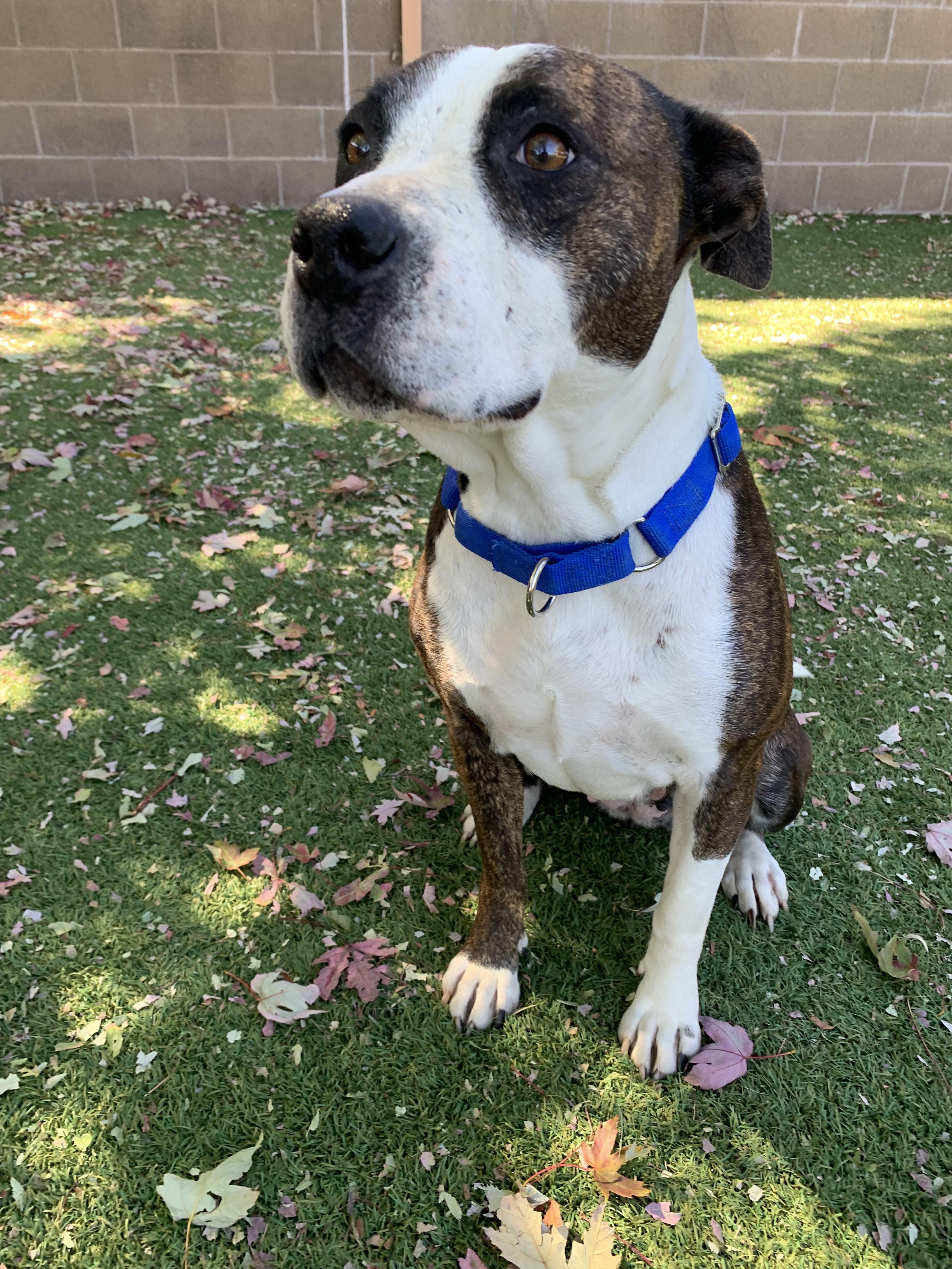 Enlarge Betty Sue, a Adopted mixed breed in Grass Valley, CA image 2/4