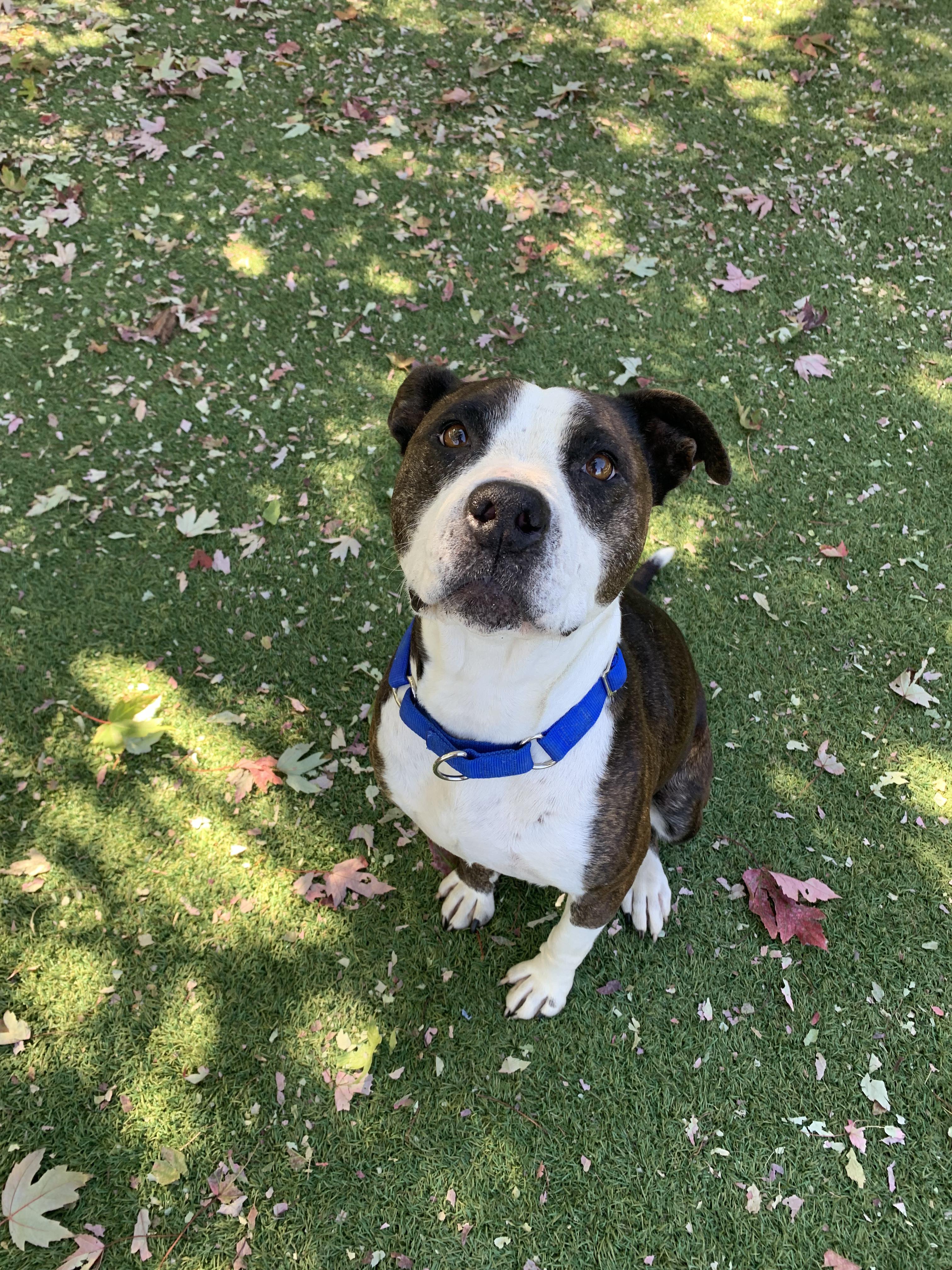Enlarge Betty Sue, a Adopted mixed breed in Grass Valley, CA image 3/4